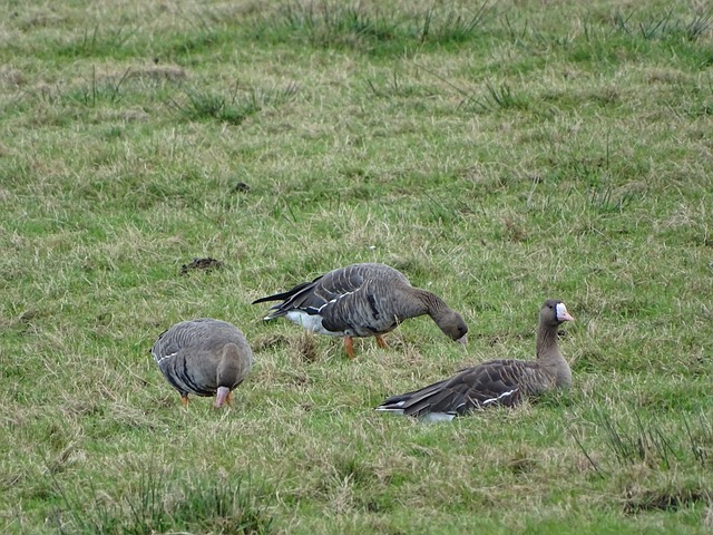 卫似乎手球 卫似乎手球